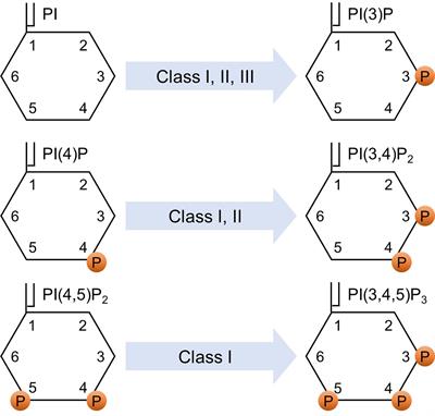 Divergent roles of the regulatory subunits of class IA PI3K